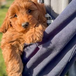 Rocket - Red  male Goldendoodle puppy in Melba, Idaho from KZ Doodles