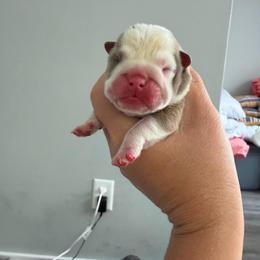 Boy 7 - Fawn and white male Bulldog puppy in Hobe Sound, Florida from Amanda’s Bullies