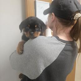 Max - Black and mahogany female Rottweiler puppy in Eldorado, Kansas from Prairie Creek