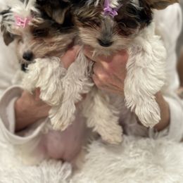 Biewer Terrier Puppies from Sheila's Biewer Terriers