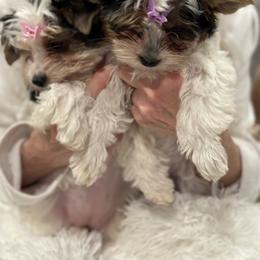 Biewer Terrier Puppies from Sheila's Biewer Terriers