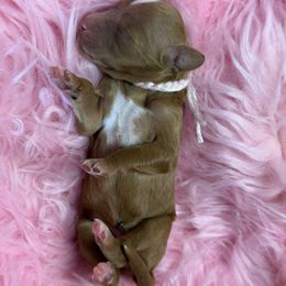 Light pink - Red  female Goldendoodle puppy in Boise, Idaho from Goldendoodle Baby