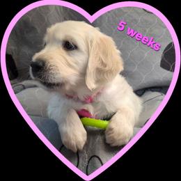 Pink girl - Light golden female Golden Retriever puppy in Albuquerque, New Mexico from Teeter's Desert  Goddess Goldens