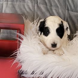 Light pink - Black and white female Bernedoodle puppy in Wallace, Michigan from Daisy's Doodles