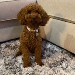 Goldendoodles from Jireh Doodle Farm