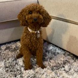 Goldendoodles from Jireh Doodle Farm
