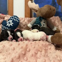 Girl 3 - Black and white female Havanese puppy in Ann Arbor, Michigan from La Brisa Havanese