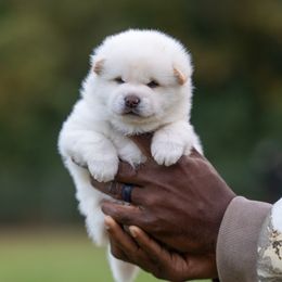 Cream Male - Cream male Shiba Inu puppy in Hephzibah, Georgia from Evenfalls Shiba Inu