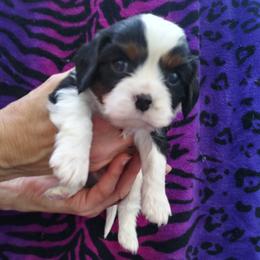 Cavalier King Charles Spaniels from Minas Colorado Cavalier Cuties