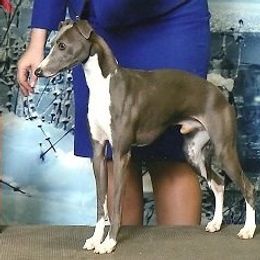 Wave - Italian Greyhound