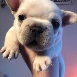 Saint Bernard and French Bulldog Puppies from Heartfelt Kennels