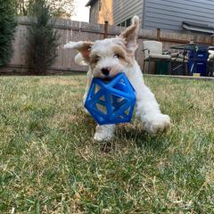 Bernedoodle and Double Doodle Puppies from Cloud Nine Doodles