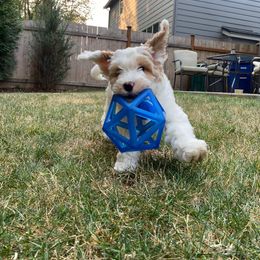 Bernedoodle and Double Doodle Puppies from Cloud Nine Doodles