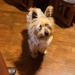 Rosie - White and tan female Maltese puppy in Robbinsville, North Carolina from Robins K9 companions