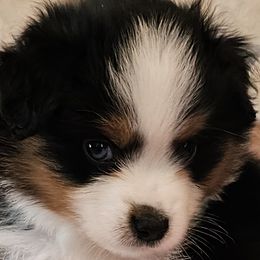 Onyx - Black tri male Miniature American Shepherd puppy in Hume, Virginia from Shadow Fox Farm