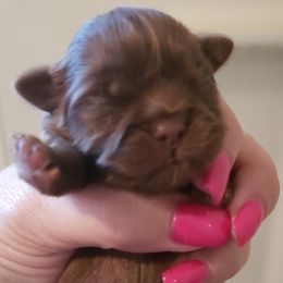 Goldendoodle and Shih Tzu Puppies from Angel Companions Farm