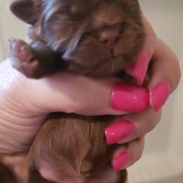Goldendoodle and Shih Tzu Puppies from Angel Companions Farm