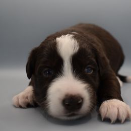 Girl 2 - Red tri-color Australian Shepherd puppy in New Boston, New Hampshire from Painted Pup Australian Shepherds