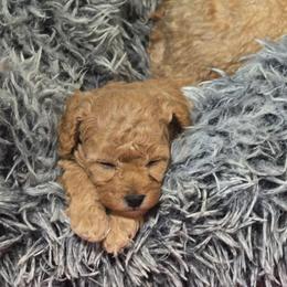 Girl 2 - Brown female Maltipoo puppy in Nokomis, Florida from Sunset Farm Florida