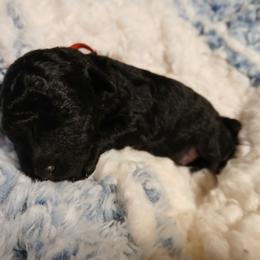 Mitchell - Black male Poodle puppy in Blanch, North Carolina from Faithful Hearts Kennel