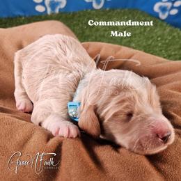 Commandment - Parti male Goldendoodle puppy in Peyton, Colorado from Grace N Faith Doodles