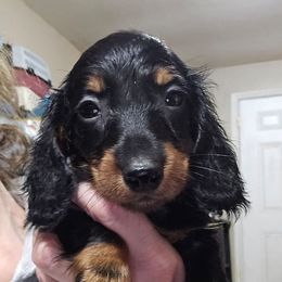 Smaller boy - Black and tan male Dachshund puppy in Lyle, Washington from Wines Wienery