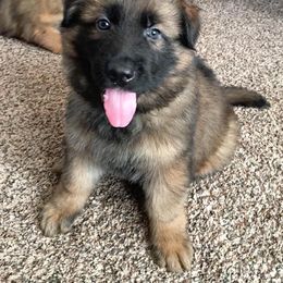 German Shepherd Puppies from Darkwing GSD