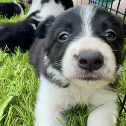 Robert - Black and white male Border Collie puppy in Liverpool, Pennsylvania from Breezy Acres Stock & Sporting Dogs