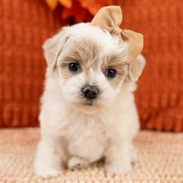 Boo - White female Maltipoo puppy in Salt Lake City, Utah from My Doodle Puppy