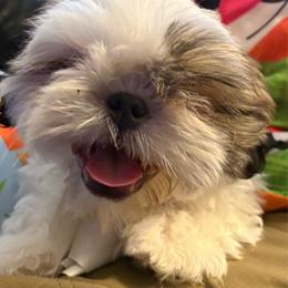 Dexter - Gold and white male Shih Tzu puppy in Madras, Oregon from Maridee’s ShihTzu