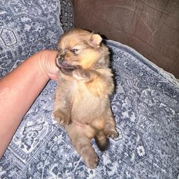 Ozzy - Orange sable male Pomeranian puppy in Zavalla, Texas from Precious Puff Poms