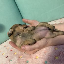 Pink - Wild  boar and tan female Dachshund puppy in Live Oak, Florida from The Weenie Herd Mom