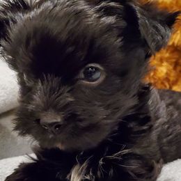 Biewer Terriers and Yorkshire Terriers from BiewerHeart Yorkies