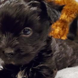 Biewer Terriers and Yorkshire Terriers from BiewerHeart Yorkies