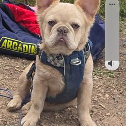 Buck - French Bulldog