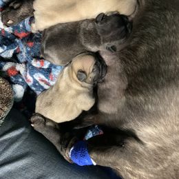 Girl2 - Brindle French Bulldog puppy in South Kingstown, Rhode Island from Deolin