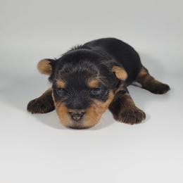 Green collar boy - Black and tan male Yorkshire Terrier puppy in Jacksonville, Florida from Yorkieology