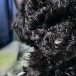 Poodles from Les Bourdonnés in Florida