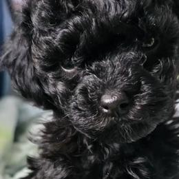 Poodles from Les Bourdonnés in Florida