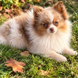 Biscotti - Beaver and Tan Merle Parti Female - Chocolate merle female Pomeranian puppy in Buck Valley, Pennsylvania from Buck Valley Pomeranians