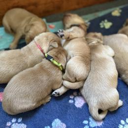 Boy 7 - male Golden Retriever puppy in Yelm, Washington from Bit O'Heaven Farm