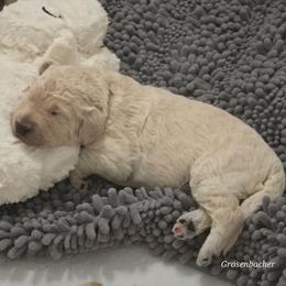 Frosty - Lime Collar - Cream male Goldendoodle puppy in Mullin, Texas from Grosenbacher Goldendoodles
