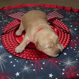 Mr Stars and Stripes - Light golden male Golden Retriever puppy in Cabot, Vermont from McClure's Countryside Enterprises