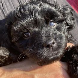 Ezra - Black male Cavapoo puppy in Lebanon, Kentucky from Mosaic Merle Doodles