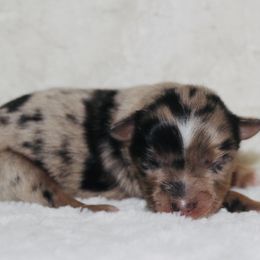 Poison Ivy - Blue merle Miniature Australian Shepherd puppy in Paris, Texas from Kuttin’ Up Mini Aussies