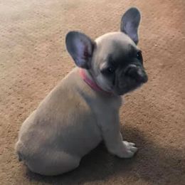 French Bulldogs from Davis Family Frenchies