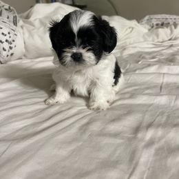 Shihpoo Puppies from The Sassy Shihpoos