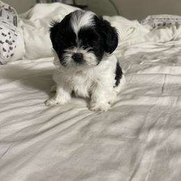 Shihpoo Puppies from The Sassy Shihpoos