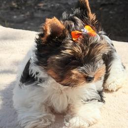 Pebbles -AKC 3650 - Black tan and white female Biewer Terrier puppy in Douglas, Georgia from Heartland small breeds