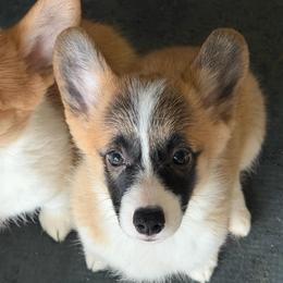 Stripes - Sable female Pembroke Welsh Corgi puppy in Nevada, Iowa from Rogers AKC Corgis of Iowa.